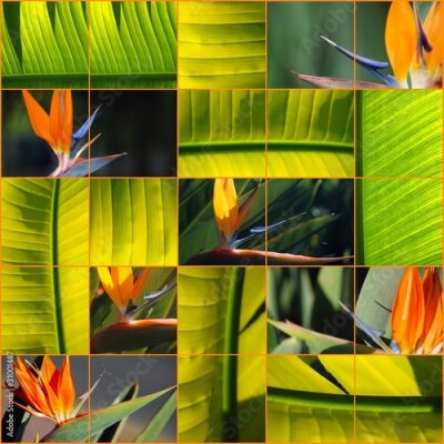 Papier peint  MOSAICO AVE DEL PARAÍSO. Strelitzia reginae