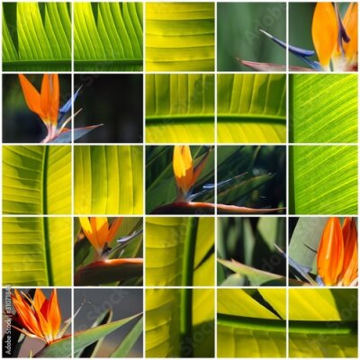 Papier peint  MOSAICO Strelitzia reginae. AVE DEL APRAÍSO