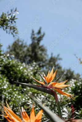 Papier peint  Most unusual flower Strelitzia reginae, Paradise Bird flower against backdrop of green bushes blue sky. African flowers. South Africa Flora. Amazing creation of nature, blossom plant, botanical garden