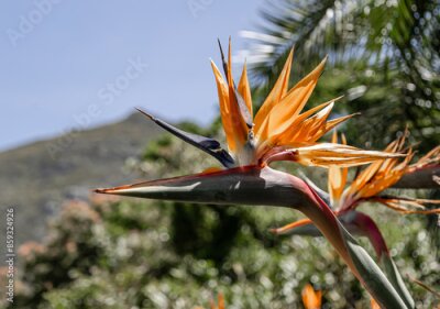 Papier peint  Most unusual flower Strelitzia reginae, Paradise Bird flower against the backdrop of hill and blue sky. African flowers. South Africa Flora. Amazing creation of nature, blossom plant, botanical garden