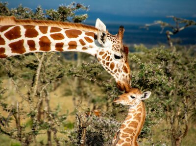 Mother giraffe kissing baby giraffe in Kenya 