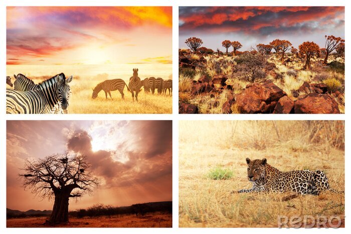Papier peint  Motif africain avec les animaux