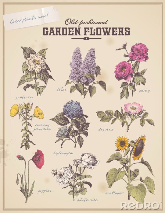 Papier peint  Motif botanique avec des fleurs vintage