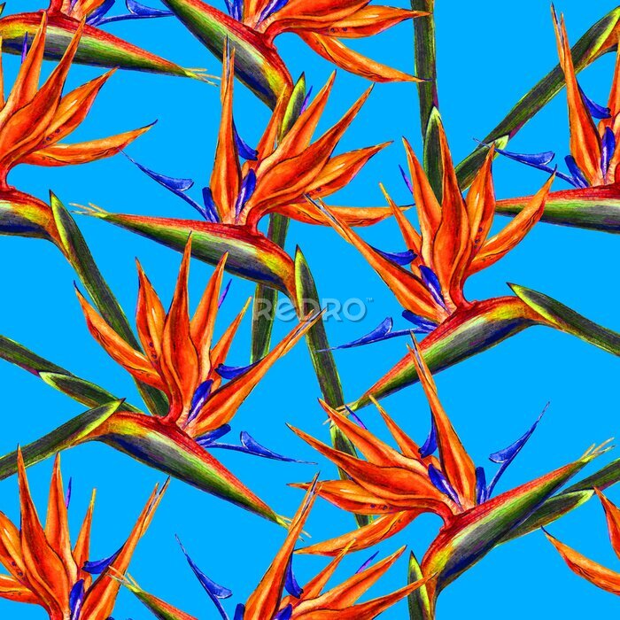 Papier peint  Motif de fleurs d'oiseau de paradis sans soudure. Fleurs exotiques aquarelles peintes à la main de strelitzia sur fond bleu aqua. Conception de textile