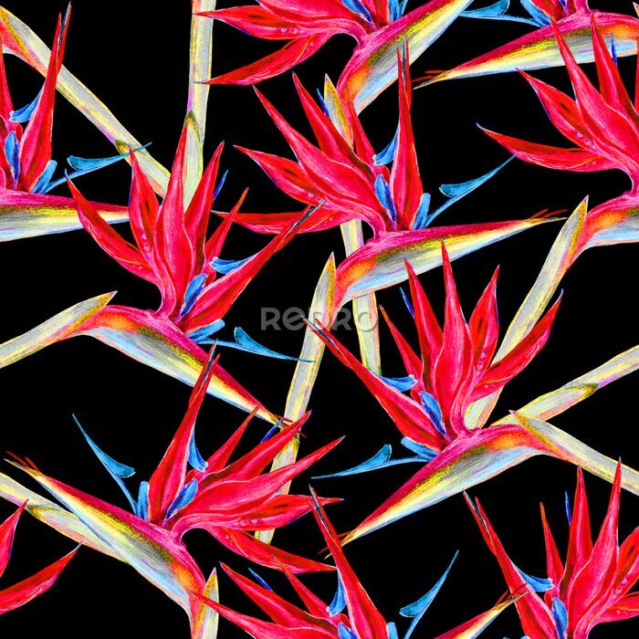 Papier peint  Motif de fleurs d'oiseau de paradis sans soudure. Peint à la main des fleurs exotiques aquarelles de strelitzia sur fond noir. Conception de textile