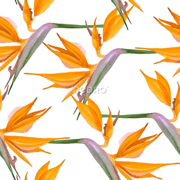Papier peint  Motif de fleurs orange Strelitzia sur fond blanc