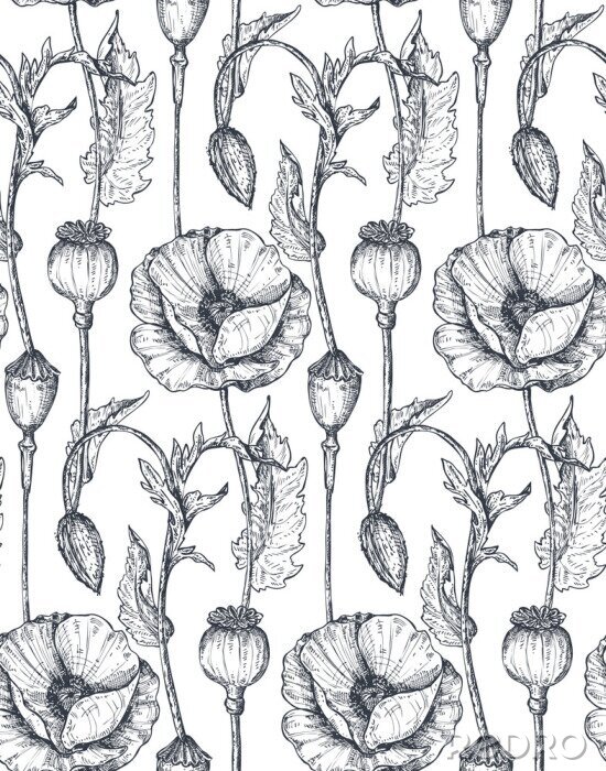 Papier peint  Motif esquissé coquelicots et têtes de pavot