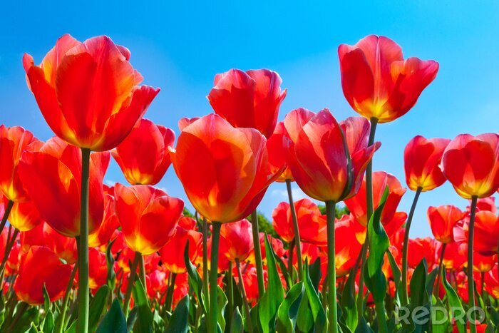 Papier peint  Motif fleurs rouges