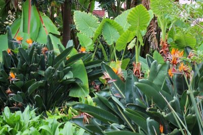 Papier peint  Motif floral de différentes feuilles en forme avec des fleurs de strelitzia
