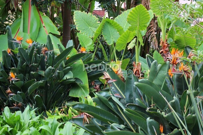 Papier peint  Motif floral de différentes feuilles en forme avec des fleurs de strelitzia