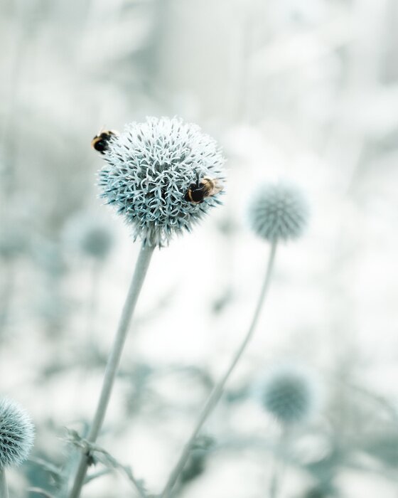 Papier peint  Motif floral et nature