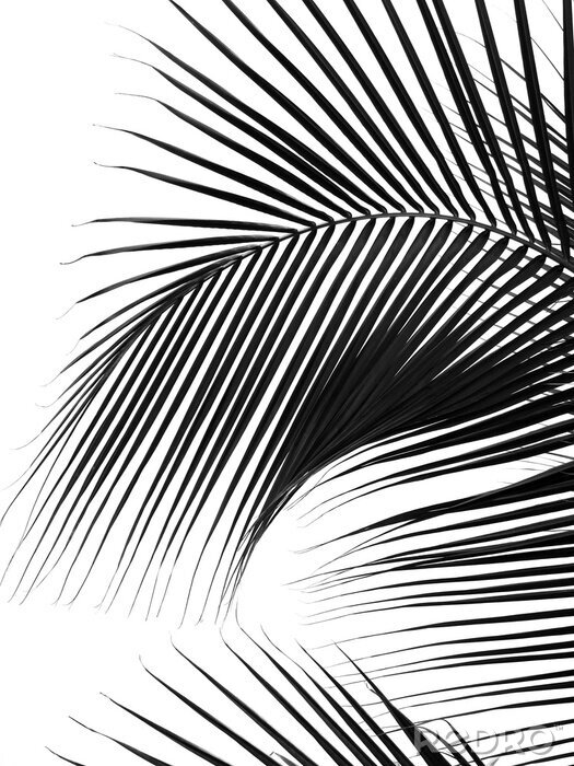 Papier peint  Motif noir et blanc avec des feuilles de palmier