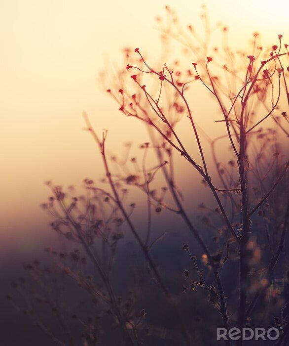 Papier peint  Motif nostalgique avec des plantes