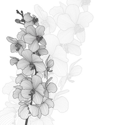 Papier peint  Motif orchidées noir et blanc