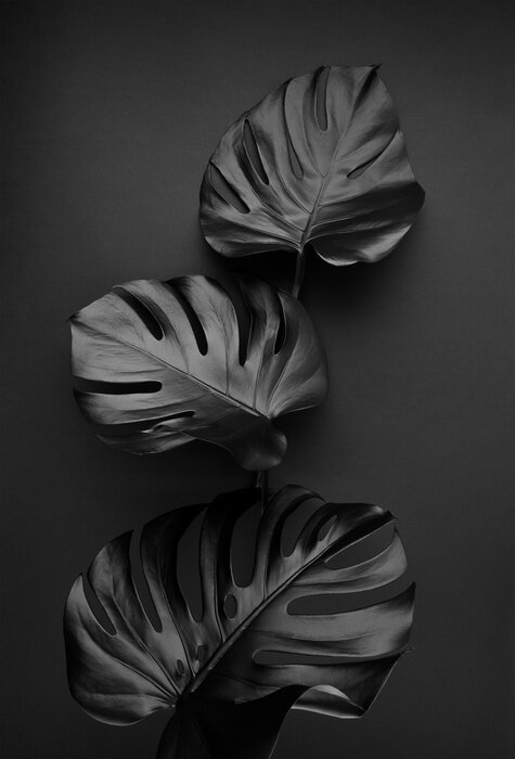 Papier peint  Motif XXL avec feuilles noires