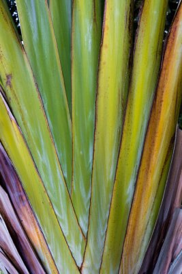 Papier peint  Motifs abstraits formés par la tige de la plante de strelitzia