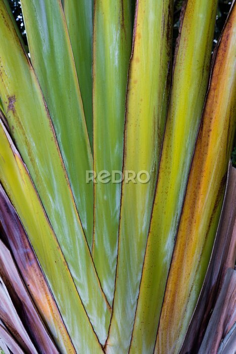 Papier peint  Motifs abstraits formés par la tige de la plante de strelitzia
