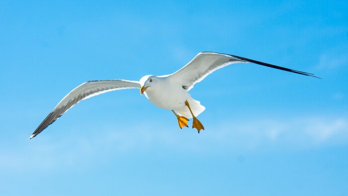 Papier peint  Mouette blanche en plein vol