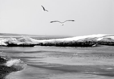 Mouettes au bord de la mer