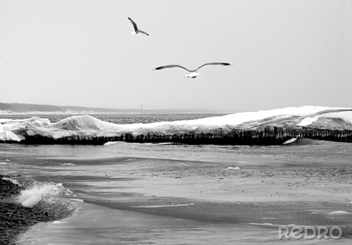 Papier peint  Mouettes au bord de la mer