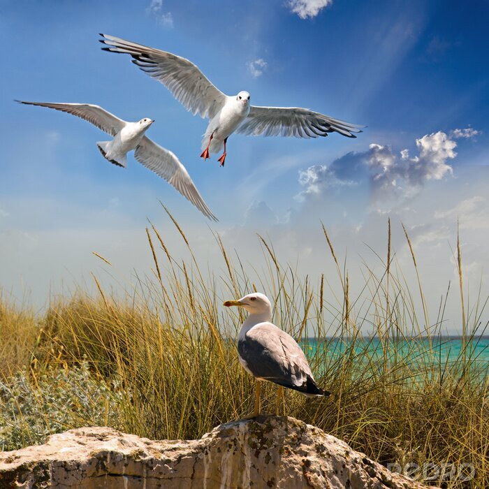 Papier peint  Mouettes sur la mer ensoleillée
