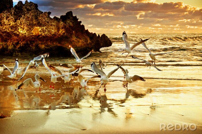 Papier peint  Mouettes sur la plage