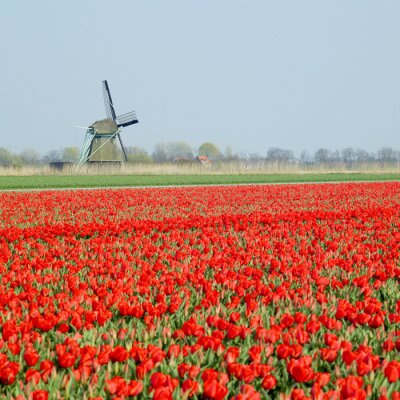 moulin à vent avec champ de tulipes près Ooster Egalementsloot canal, Neth