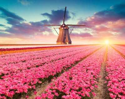 Papier peint  Moulin à vent dans un champ de tulipes
