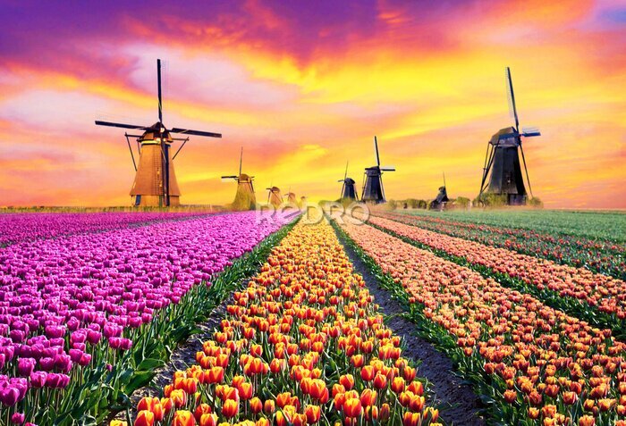 Papier peint  Moulins au milieu d'un champ de tulipes coloré