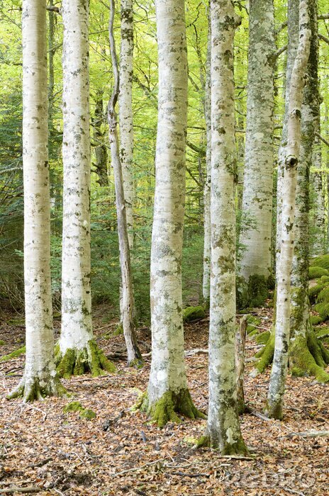 Papier peint  Mousse sur les bouleaux