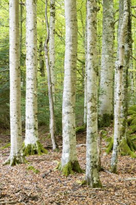 Papier peint  Mousse sur les bouleaux