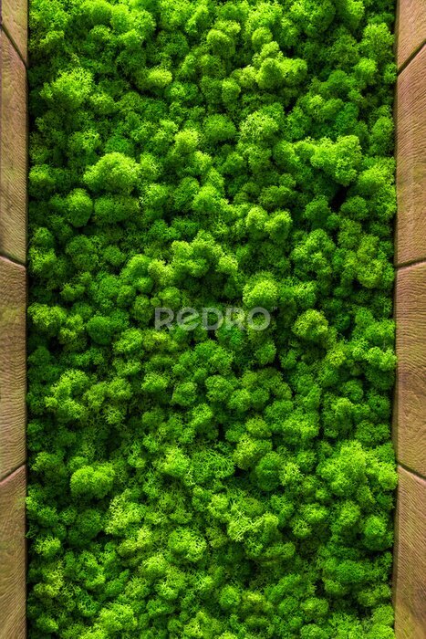 Papier peint  Mousse verte décorative