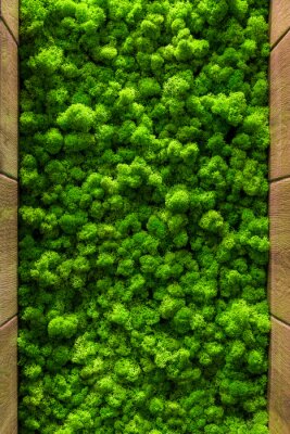 Papier peint  Mousse verte décorative