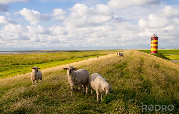 Papier peint  Moutons dans une prairie