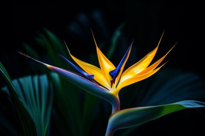 Papier peint  Multi flower flora tropic macro plant colored botanical exotic strelitzia leaf colorful nature