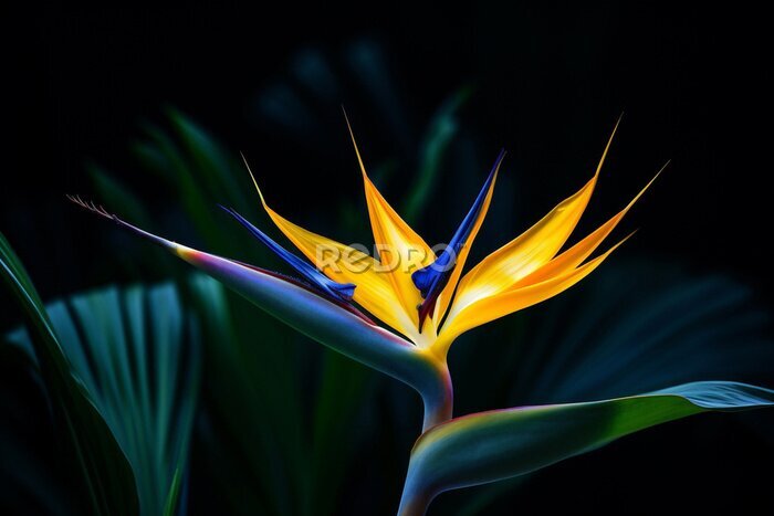 Papier peint  Multi flower flora tropic macro plant colored botanical exotic strelitzia leaf colorful nature