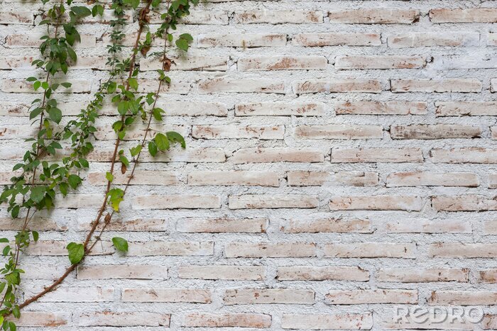 Papier peint  Mur envahi par la vigne