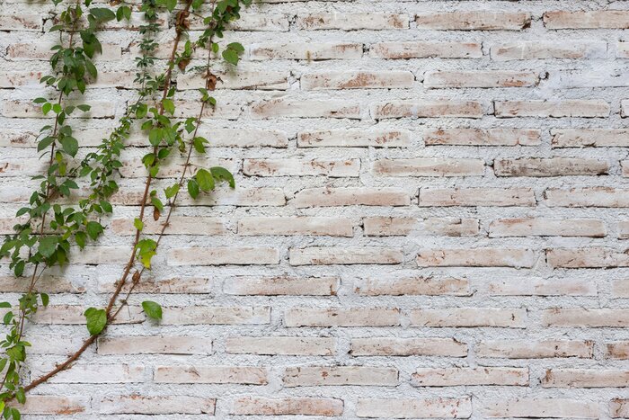 Papier peint  Mur envahi par la vigne