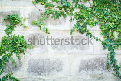 Papier peint  Mur et lierre dans un jardin