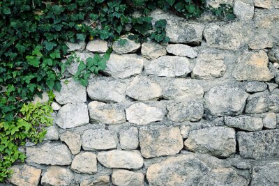 Papier peint  Mur recouvert de lierre