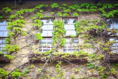 Papier peint  Mur recouvert de végétation avec une fenêtre