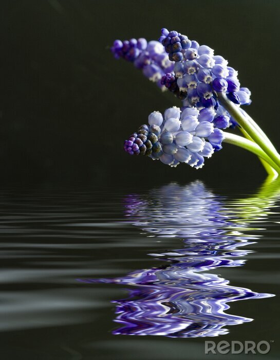 Papier peint  Muscari