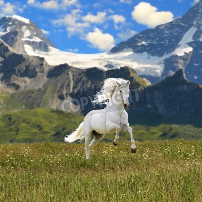 Papier peint  Mustang sur fond de montagnes