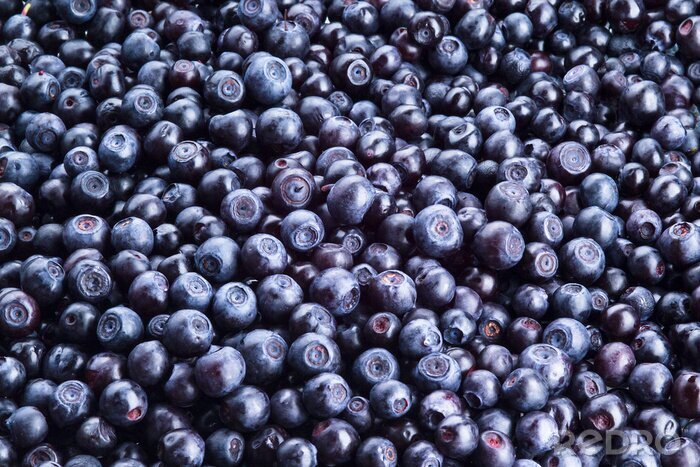 Papier peint  Myrtilles fraîchement cueillies