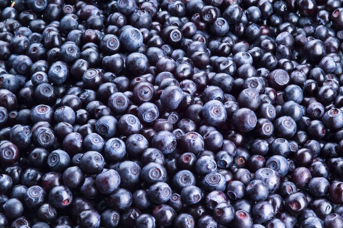 Papier peint  Myrtilles fraîchement cueillies