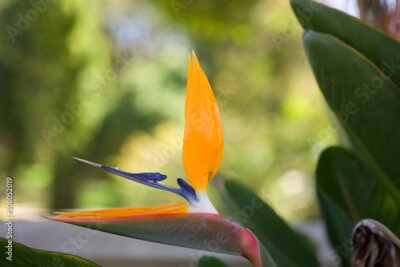 Papier peint  Namibia Strelitzia flower close up