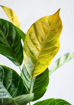 Papier peint  Natural, botany and green houseplant with leaf for garden, hobby or agro decoration. Growth, ecology and floral strelitzia nicolai for greenery, sustainable and horticulture by white background.