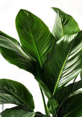 Papier peint  Natural, ecology and green houseplant with leaf for garden, hobby or agro decoration. Growth, sustainable and floral strelitzia nicolai for greenery, botany and horticulture by white background.