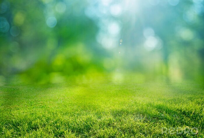 Papier peint  natural grass background with blurred bokeh and sun