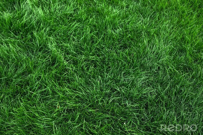 Papier peint  Natural green grass background, fresh lawn top view